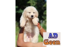 used Golden retriever puppies available for sale for sale 